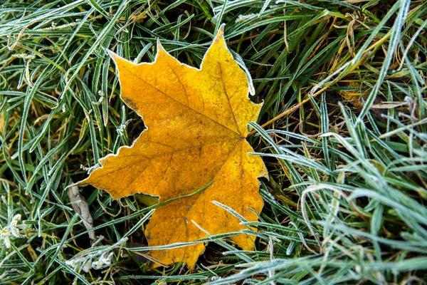 Mrożone maple leafs. Szron na zeschłe liście. — Zdjęcie stockowe