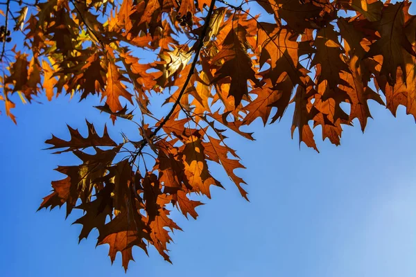 Foglie di quercia gialla sopra il cielo blu — Foto Stock