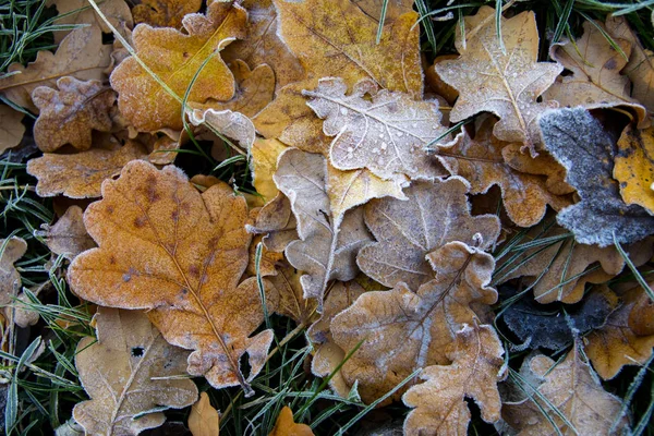Foglie di quercia congelate. Hoarfrost su foglie appassite . — Foto Stock