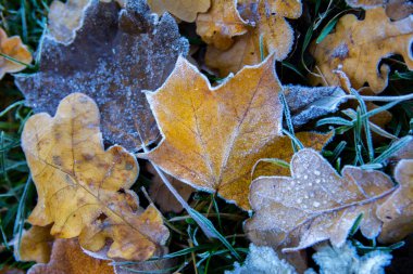 Donmuş maple leafs. Hoarfrost solmuş yapraklar üzerinde.