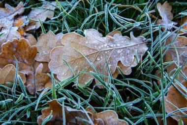 Donmuş meşe yaprakları. Hoarfrost solmuş yapraklar üzerinde.
