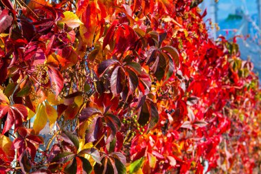 Kırmızı kız gibi üzüm