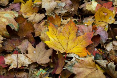 Sarı yapraklar yere yakın