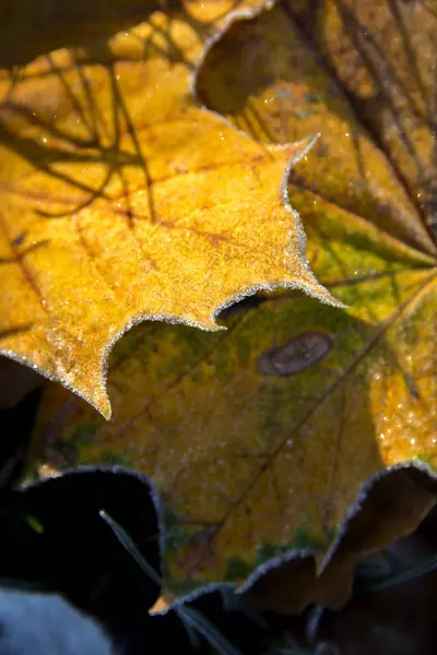 Mrożone maple leafs. Szron na zeschłe liście. — Zdjęcie stockowe