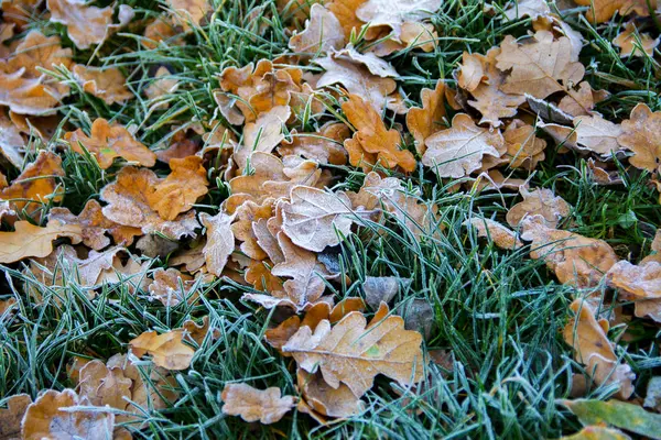 Folhas de carvalho congeladas. Hoarfrost em folhas secas . — Fotografia de Stock