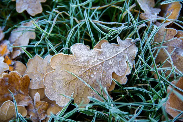 Hojas de roble congelado. Hoarfrost en hojas marchitas . — Foto de Stock