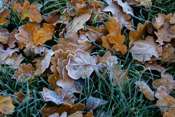 Foglie di quercia congelate. Hoarfrost su foglie appassite . — Foto Stock