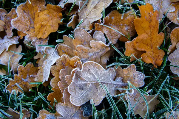 Листья из ледяного дуба. Заморозки на сухих листьях . — стоковое фото