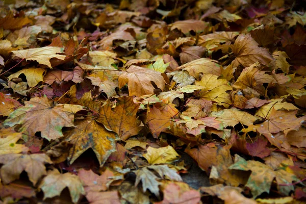 Foglie gialle a terra da vicino — Foto Stock