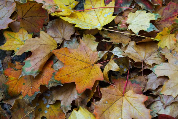 Foglie gialle a terra da vicino — Foto Stock