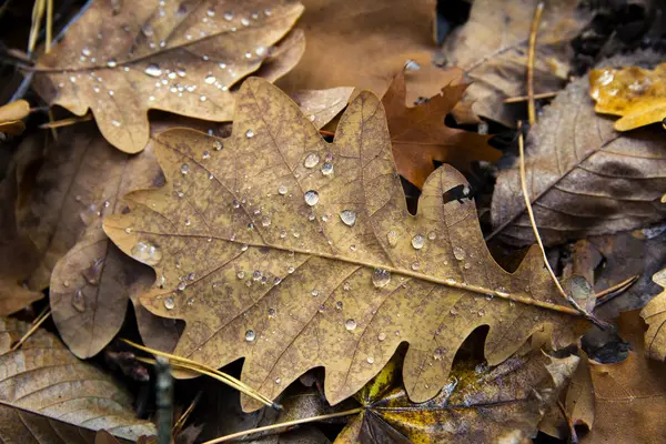 Foglie gialle con gocce di rugiada a terra da vicino — Foto Stock