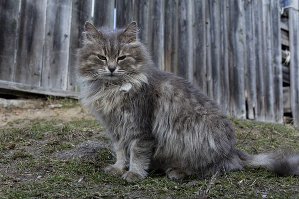 Güzel pofuduk gri kedi. Sokaktaki bir kedinin portresi. Güzel kedi gözleri..
