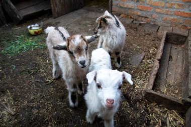 Kırsal kesimde güneşli bir günde sevimli keçi yavruları..