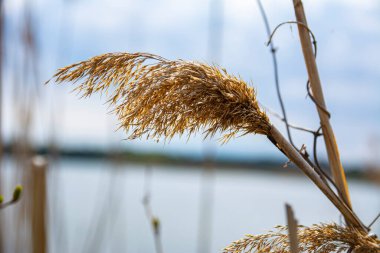 Yakındaki göl kıyısında dikenli kuyruk (sazlık). Arka planda bulanık göl ve mavi gökyüzü. Avrasya sazlık bülbülü Acrocephalus scirpaceus