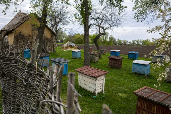 Bienenstand Hinter Einem Alten Weidenzaun Der Nähe Eines Hauses Mit — Stockfoto