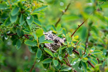 Kahverengi bir kurbağa yağmur damlalarıyla yeşil bir yaprağın üzerinde oturur. Göl kenarındaki yağmurdan sonra çimlerin üzerinde Anuran. Resmi kapat, seçici odak.