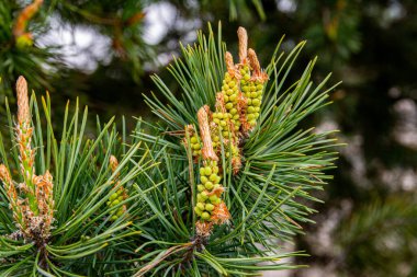 Genç filizler, kozalaklar, yeşil iğneler. Bahar günü. Resmi kapat..