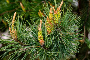 Young shoots and pine cones, green needles. Spring day. Close-up image. clipart