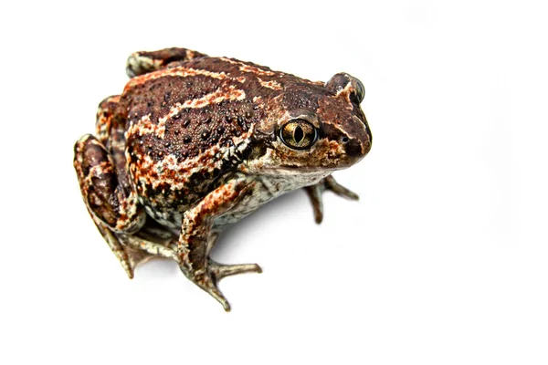 Brown Frog Sits Anuran Isolated White Background Close Image — Stock Photo, Image