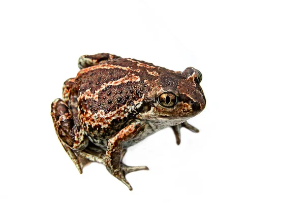 Een Bruine Kikker Zit Anuran Geïsoleerd Witte Achtergrond Close Afbeelding — Stockfoto