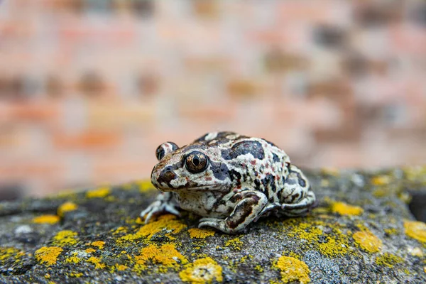 개구리가이끼와 있습니다 이끼로 뒤덮인 사진을 클로즈업 — 스톡 사진