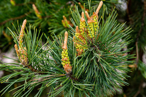 Young shoots and pine cones, green needles. Spring day. Close-up image.