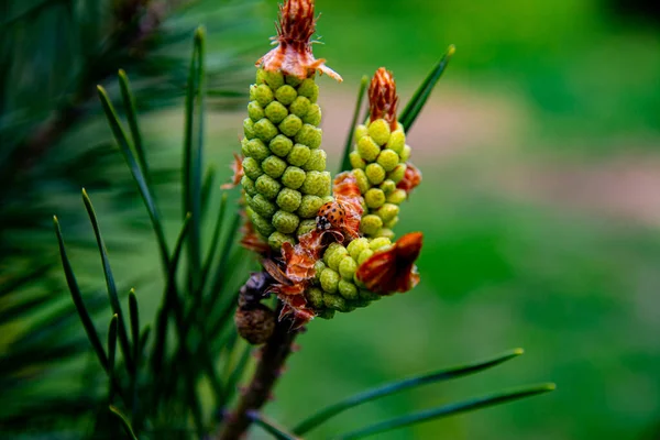 Jeunes Pousses Cônes Pin Aiguilles Vertes Coccinelle Est Assise Sur — Photo