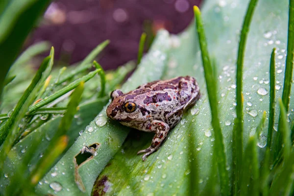 개구리는 빗방울이 있습니다 근처에 아나니아 이미지를 클로즈업하고 선택적 — 스톡 사진
