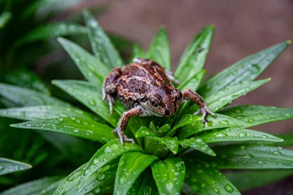 Une Grenouille Brune Est Assise Sur Une Feuille Verte Avec — Photo