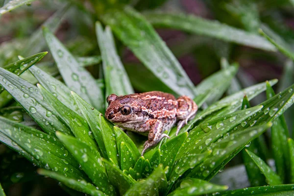 Una Rana Marrón Sienta Sobre Una Hoja Verde Con Gotas — Foto de Stock