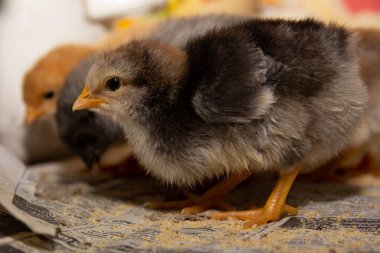 Yerde iki küçük tavuk var. Yakın plan. Gri Genç Tavuklar.
