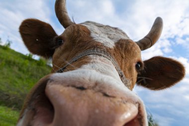 Komik ve güzel dost canlısı kahverengi ve koşumlu beyaz inek. Otlaktaki ineğin yakın plan portresi. Ukrayna, İlkbahar 2020.