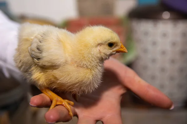 Petit Poulet Dans Les Mains Gros Plan Une Nana Jaune — Photo