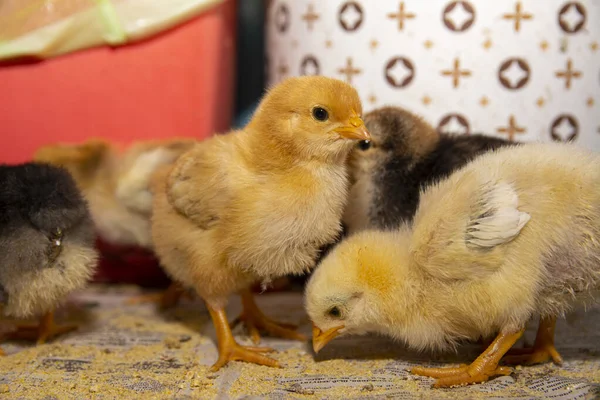 Deux Petits Poulets Sur Sol Gros Plan Une Nana Jaune — Photo