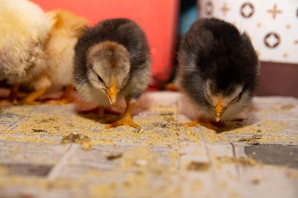 Deux Petits Poulets Sur Sol Gros Plan Gris Jeunes Poulets — Photo