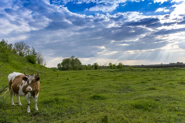 a cow in the pasture. green grass, a beautiful sky with clouds and the rays of the sun shine through the clouds.