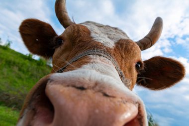 Komik ve güzel dost canlısı kahverengi ve koşumlu beyaz inek. Otlaktaki ineğin yakın plan portresi. Ukrayna, İlkbahar 2020.