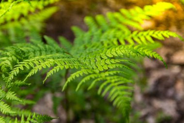 Bahar ormanlarında yeşil eğreltiotu yaprağı. Yakın plan. Pteridium aquilinum.