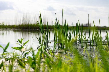 Küçük bir nehrin suyunda yeşil renkli lağım yetişir. yakın plan fotoğraf.