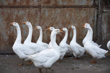 Kırsal bir evin yakınındaki birkaç beyaz kaz.. 