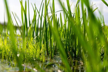 Küçük bir nehrin suyunda yeşil renkli lağım yetişir. yakın plan fotoğraf.