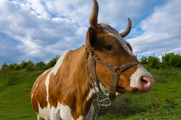Funny and beautiful friendly brown and white cow with chain and harness. Close-up portrait of the cow on pasture. Ukraine, spring 2020.