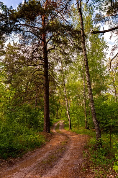 Schöne Waldstraße Und Grüne Bäume Und Gras Wald Bei Sonnenuntergang — Stockfoto