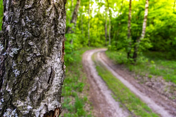 Ormanda Huş Ağacı Gövdesi Bulanık Orman Yolu Arka Planda Yeşil — Stok fotoğraf
