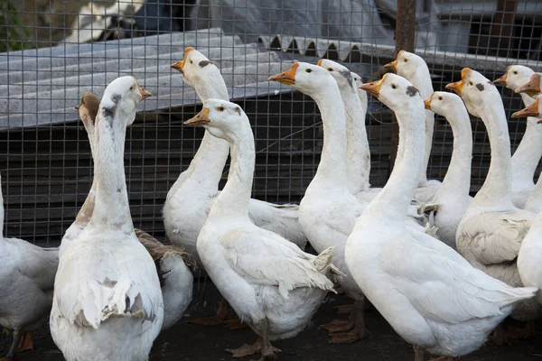 Plusieurs Oies Blanches Près Une Maison Rurale — Photo