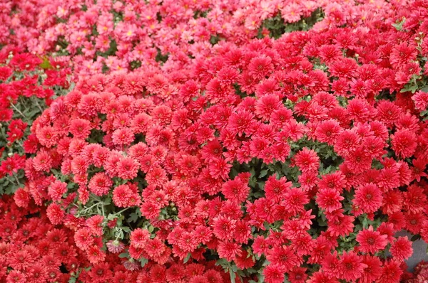 Röda krysantemum ljusa, vackra, höstens blommor bakgrund Royaltyfria Stockfoton