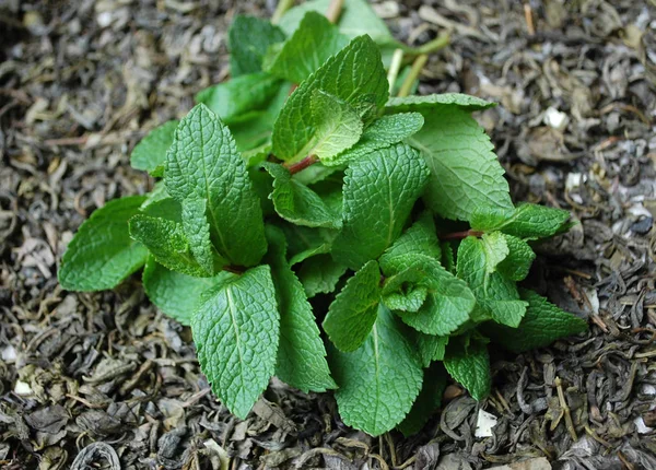 Daun mint di latar belakang teh hijau . — Stok Foto