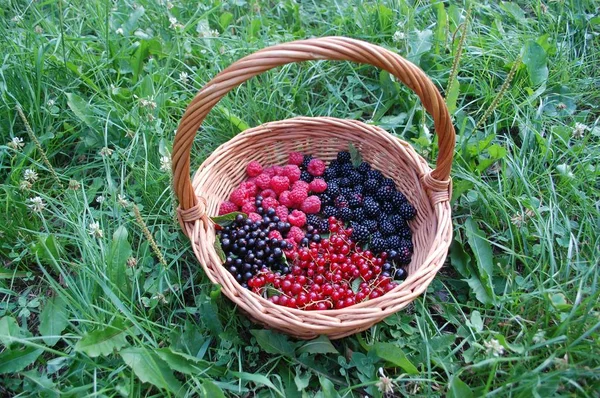 Корзина с ягодами на зеленой траве — стоковое фото