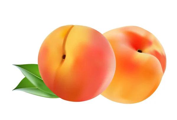 Два спелых персиковых фрукта с листьями. Векторная иллюстрация . — стоковый вектор