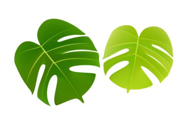 vektör yeşil yaprak